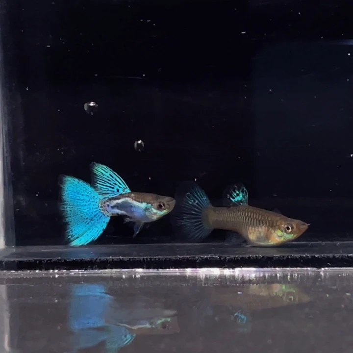 孔雀鱼兰草一对包邮福利