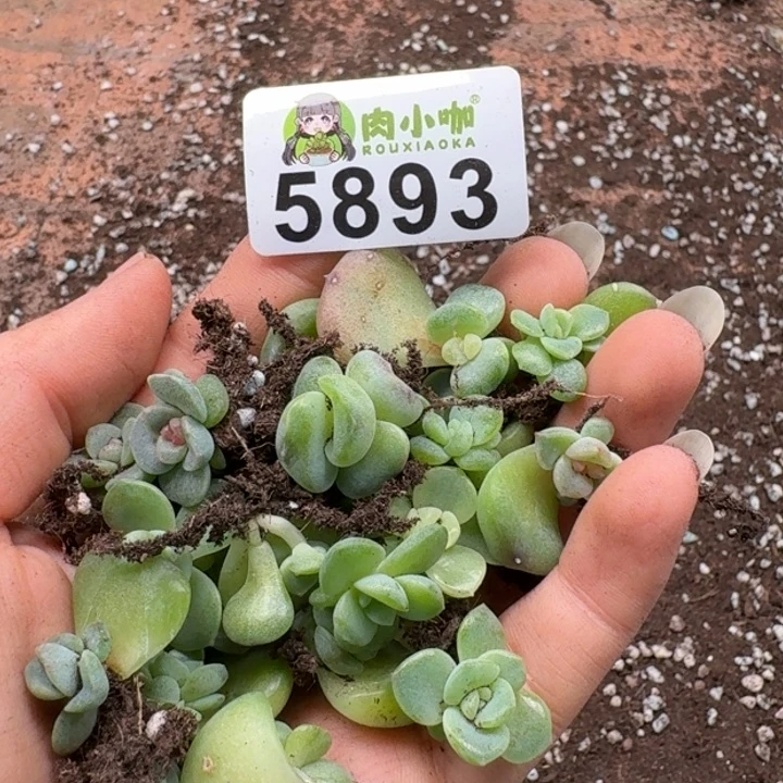 彩****多肉植物多肉植物