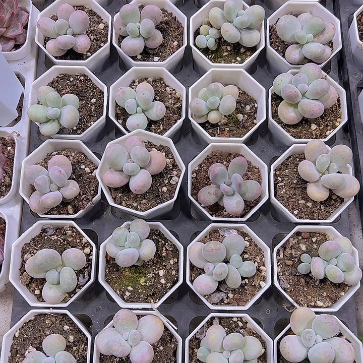 奶酪老桩19包邮多肉植物