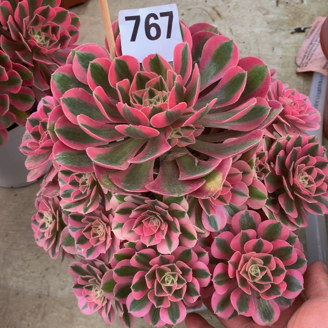 粉女巫767带盆发货