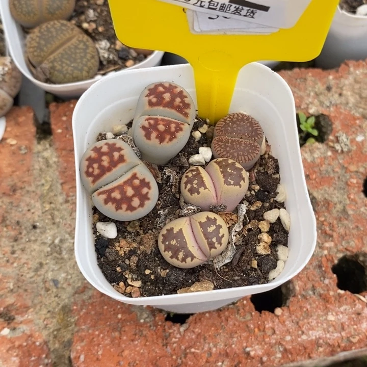 转***湖生石花等植物712