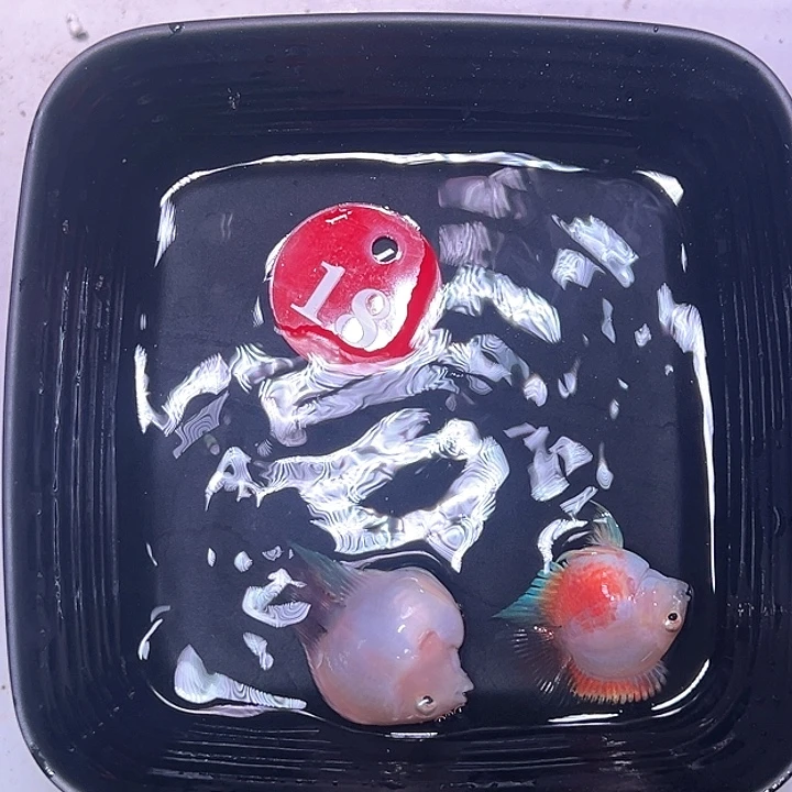 鹦鹉鱼18号，胭脂粉一对