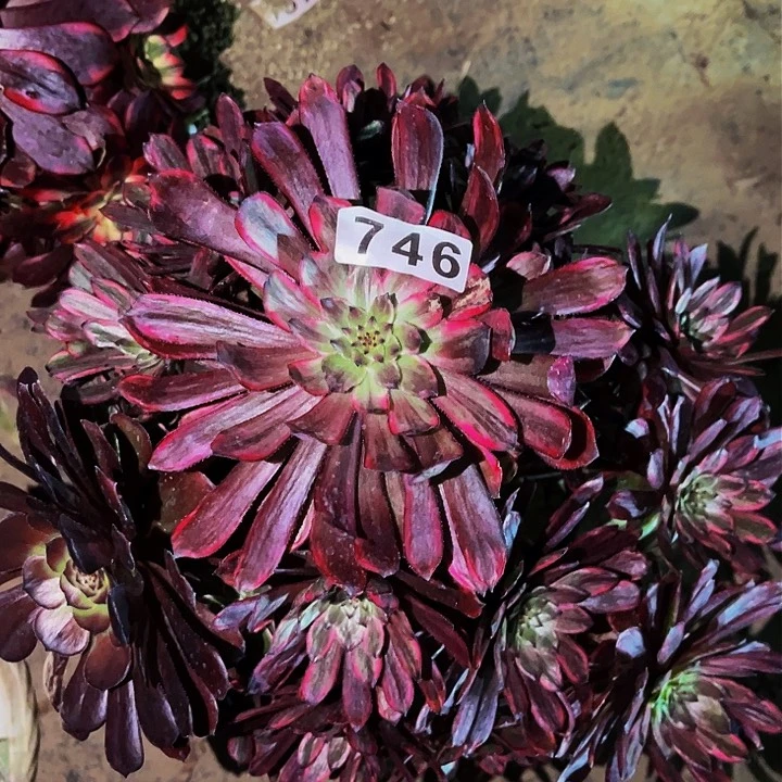 746紫霞多肉植物处理不售后