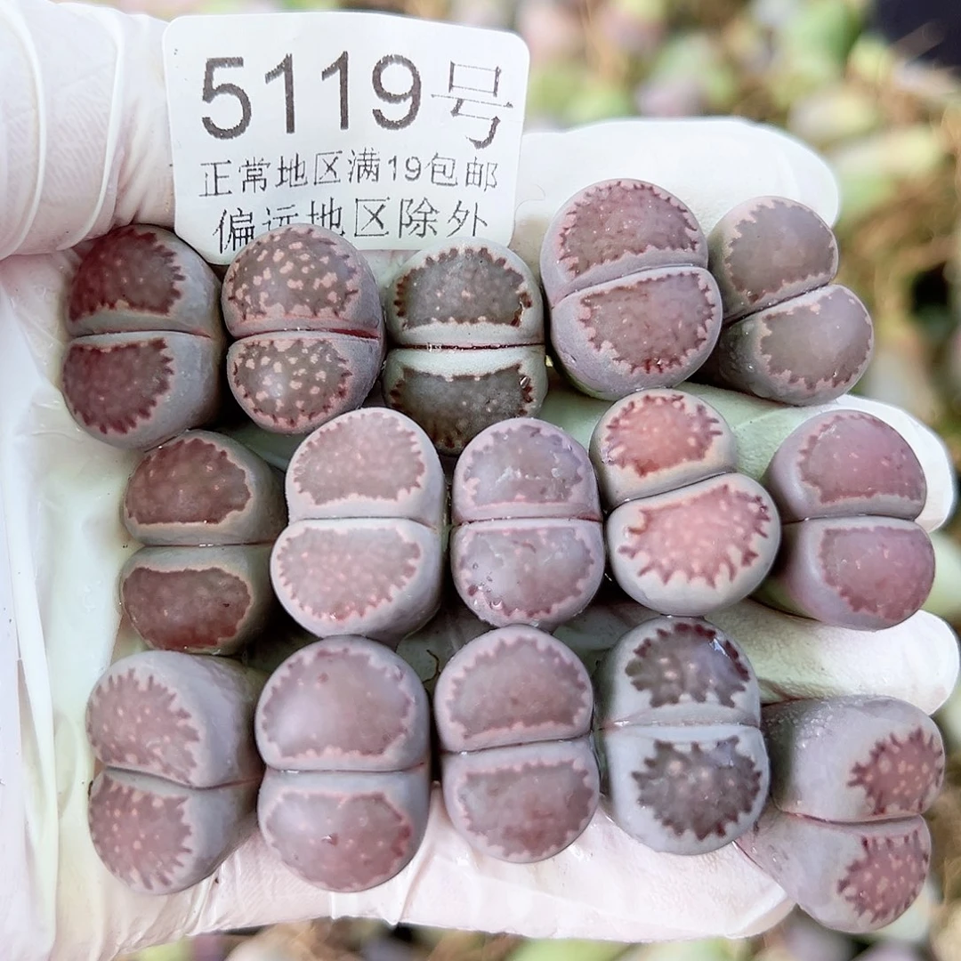 5119 好养易活生石花大母本15个