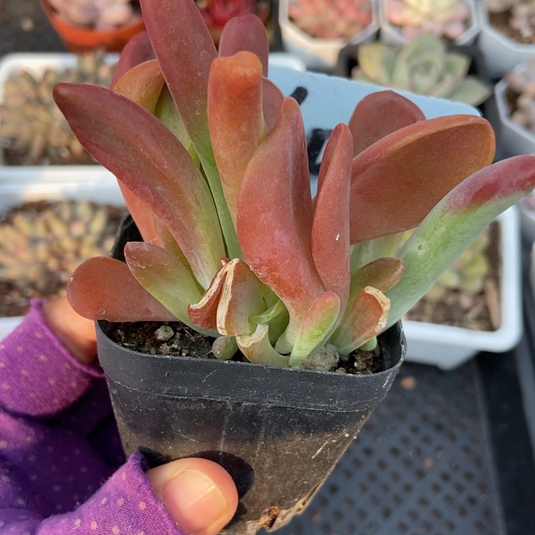 6058火狐狸多肉植物