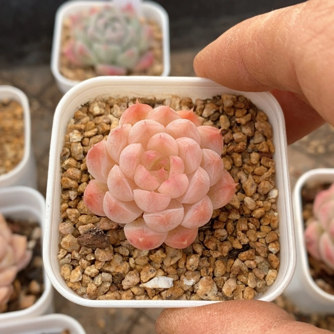 精品多肉一物一拍不包整199