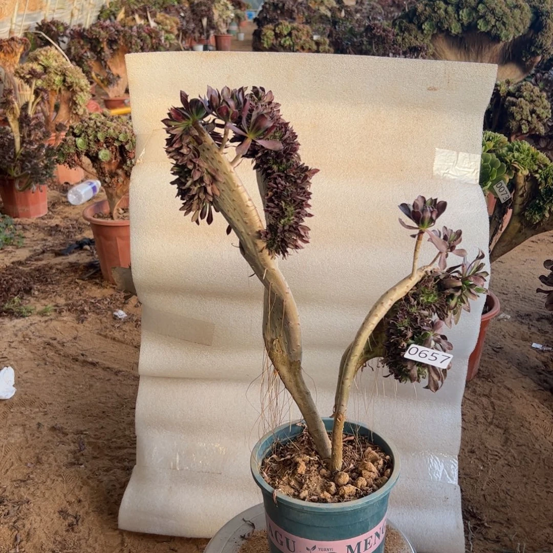 黑缀有伤657高度40厘米