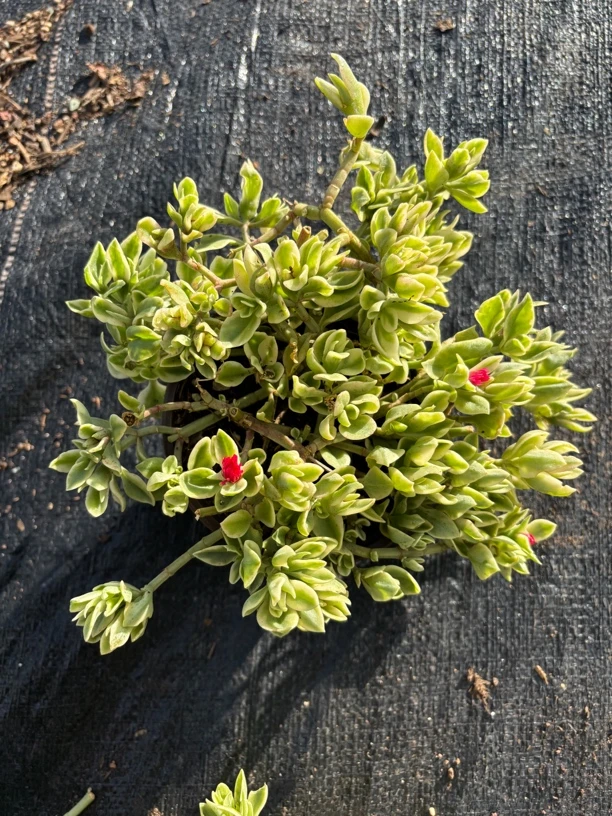 牡丹吊兰云南基地装直发带盆带土12公分盆好看好养的多肉植物