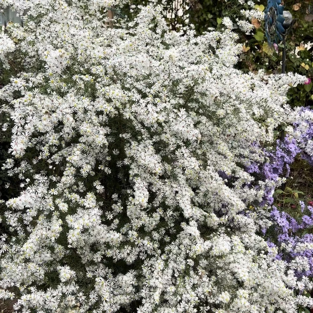鲁馨美洲柳叶白菀 多年生宿根耐寒/秋天爆花机器