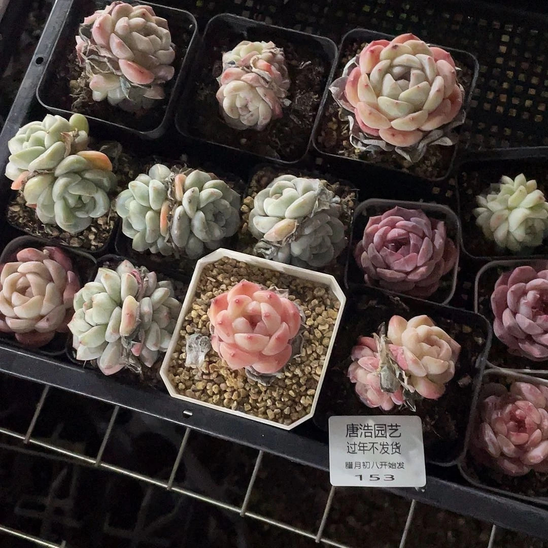 Y**H糖心混一物一拍153