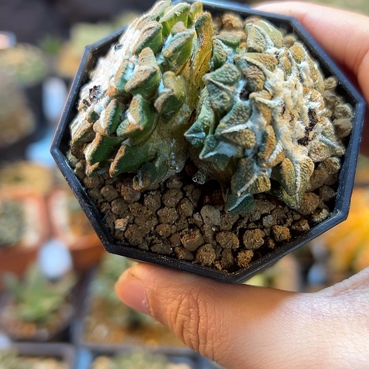 5号自根黑牡丹瑕疵6公分