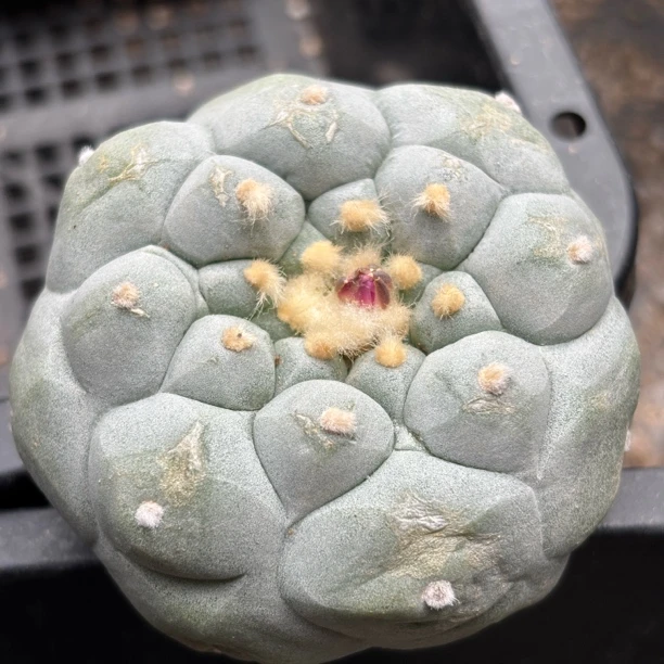 仙人球 有根点 一物一拍 228