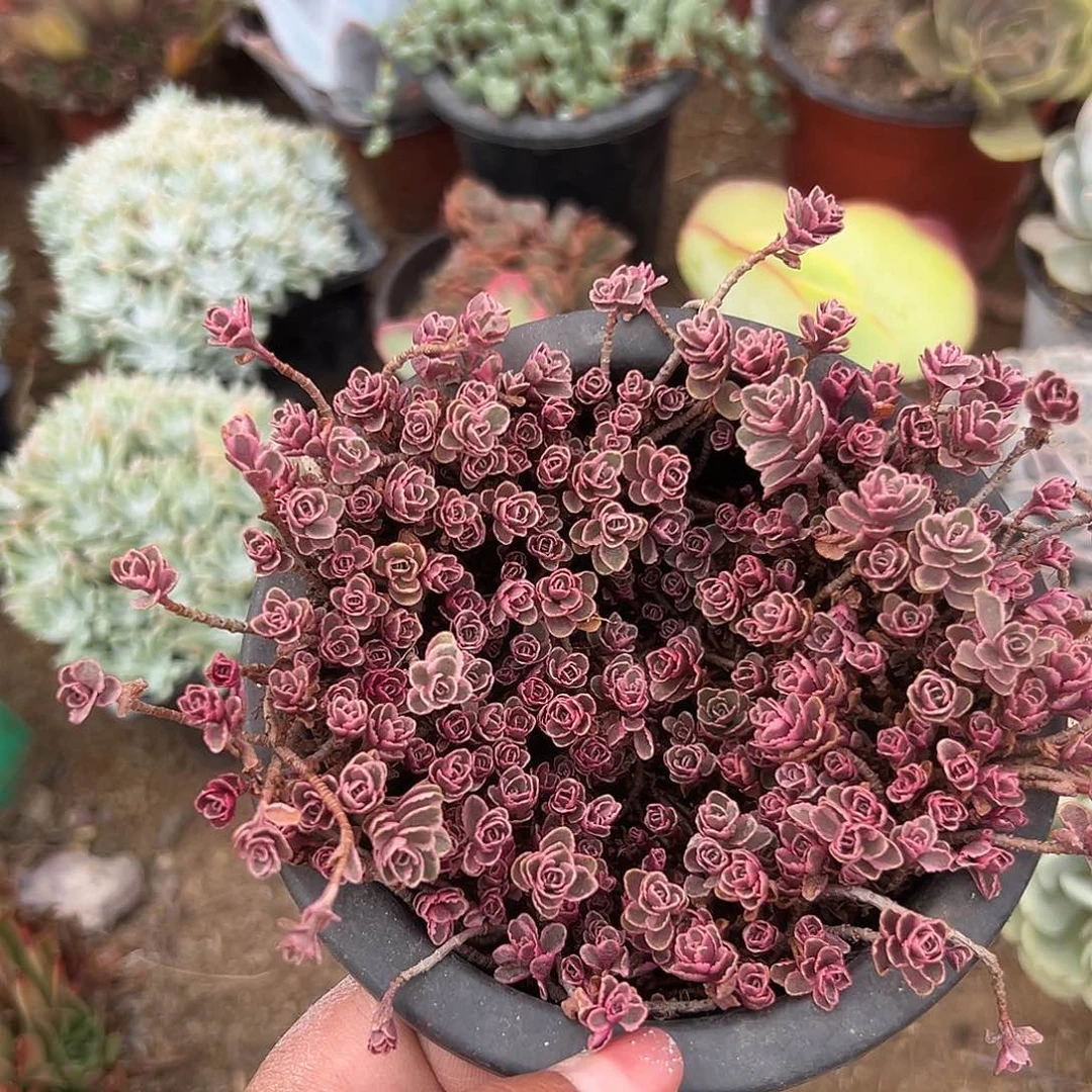 多肉植物多肉盆栽多肉植物
