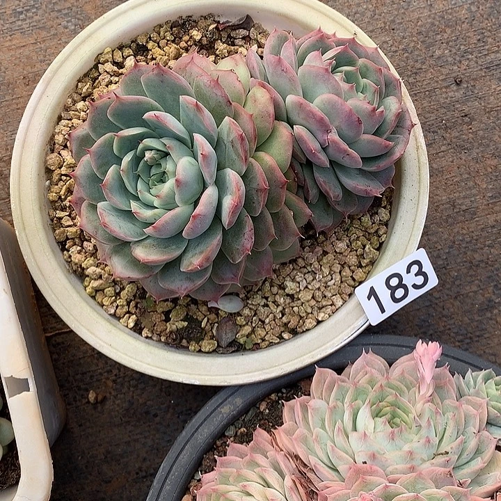 183杂 一物一拍多肉