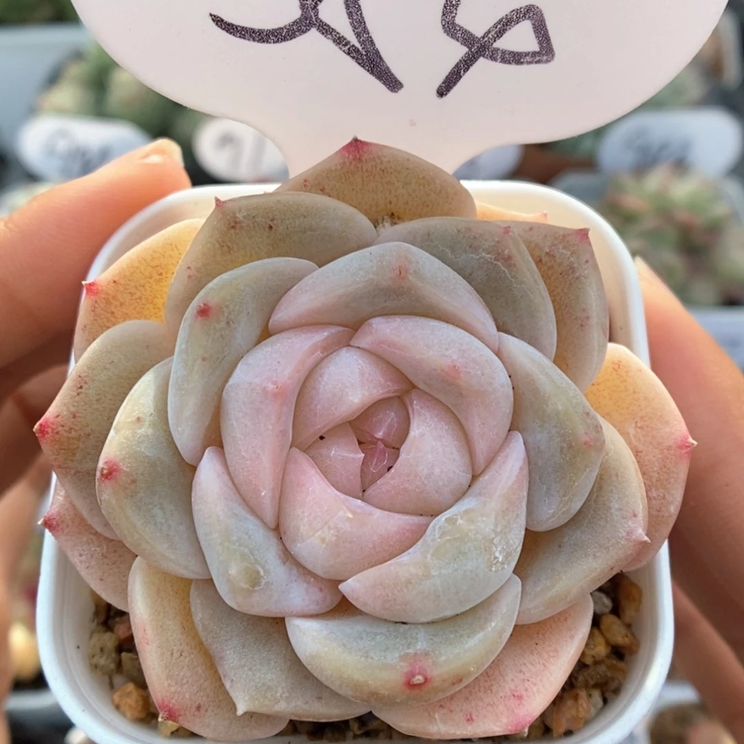 良辰可拍554号。