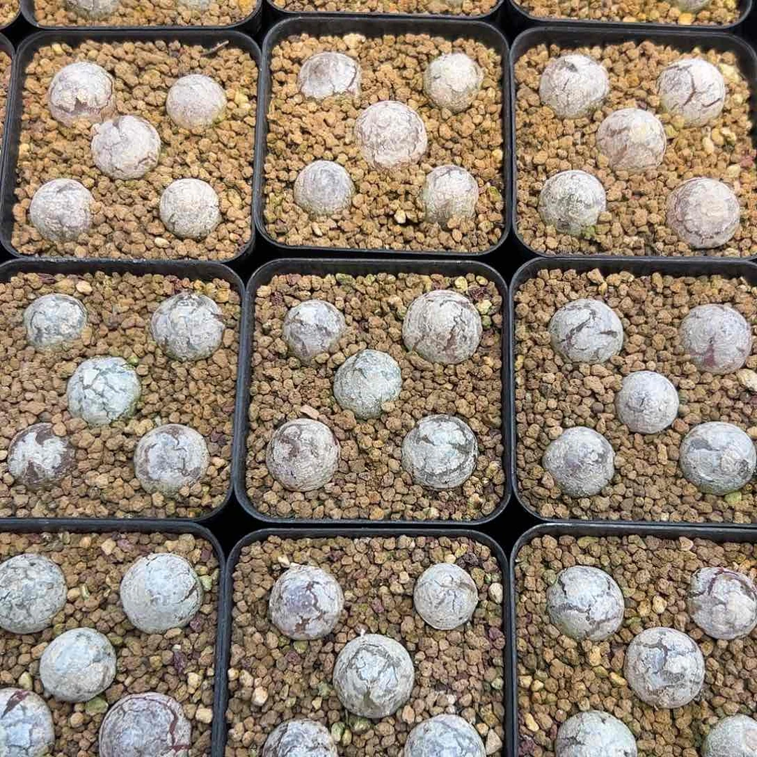 0000量拍灯泡5颗尺寸不低于1.0脱土发