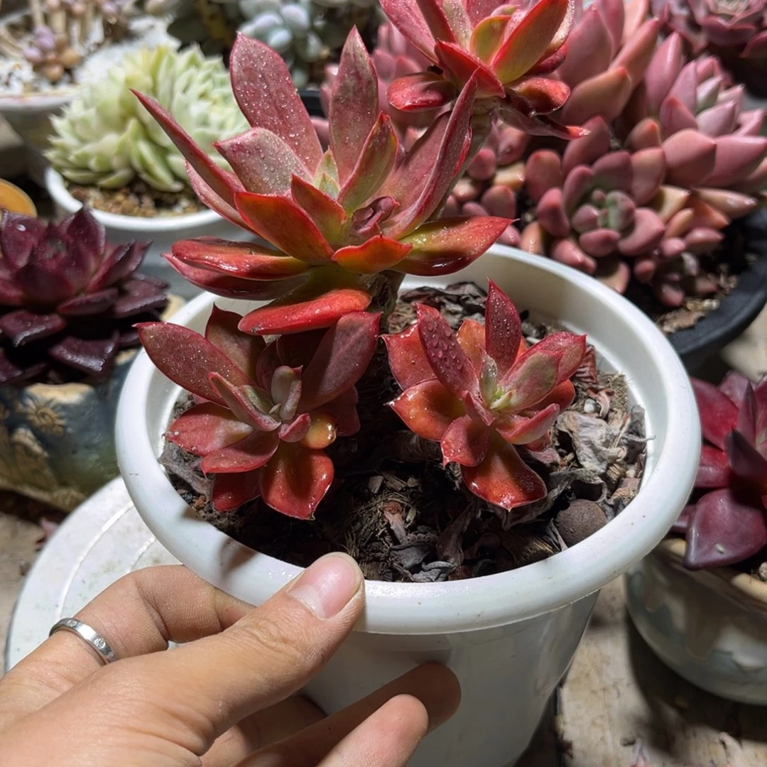 钻石锦多肉植物tongfuchi