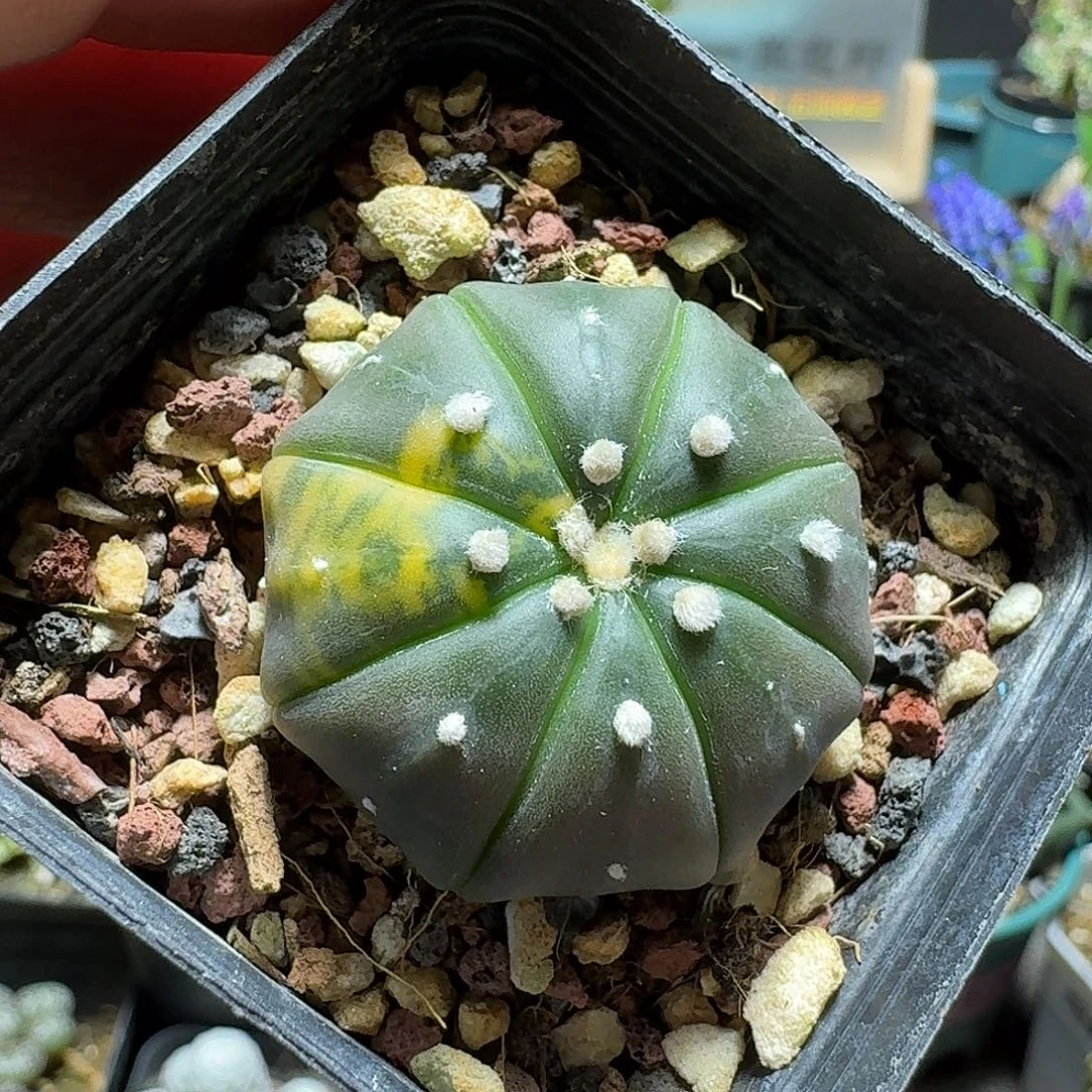 446兜锦脱土发货实生