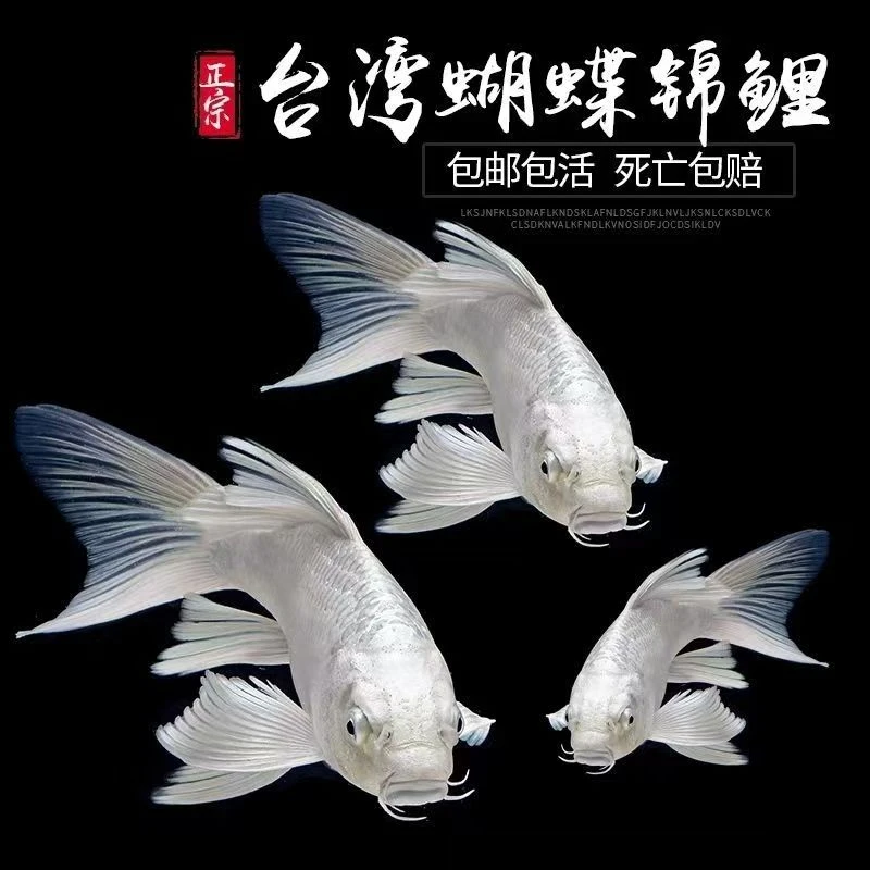 纯种蝴蝶鲤鱼精品贵妃体白普身观赏鱼混养养鱼活体发货养殖耐活
