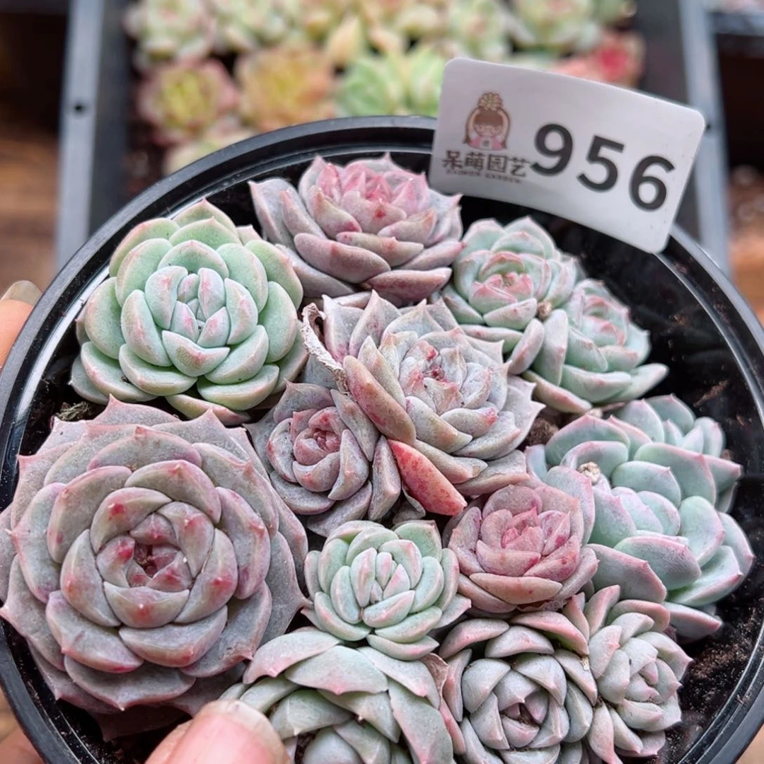 多肉植物多肉植物