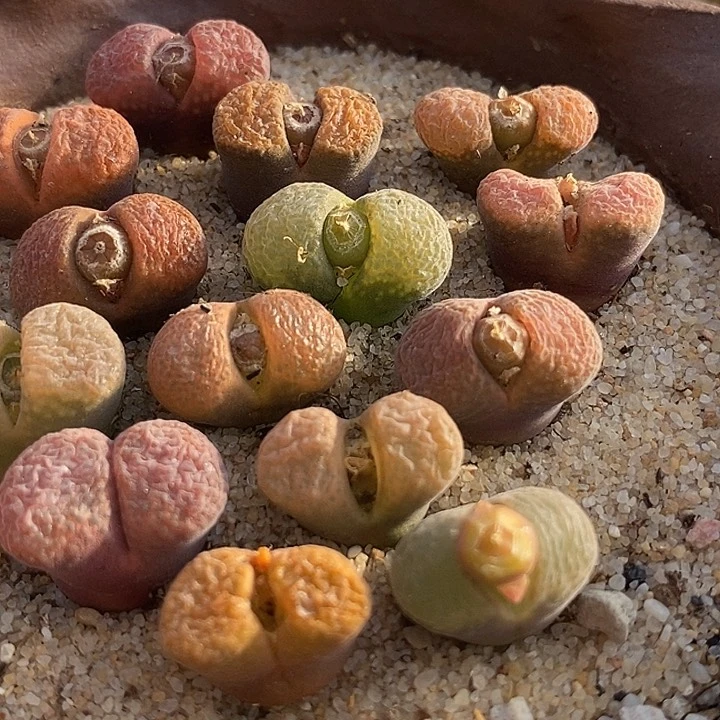 四年份风铃一颗