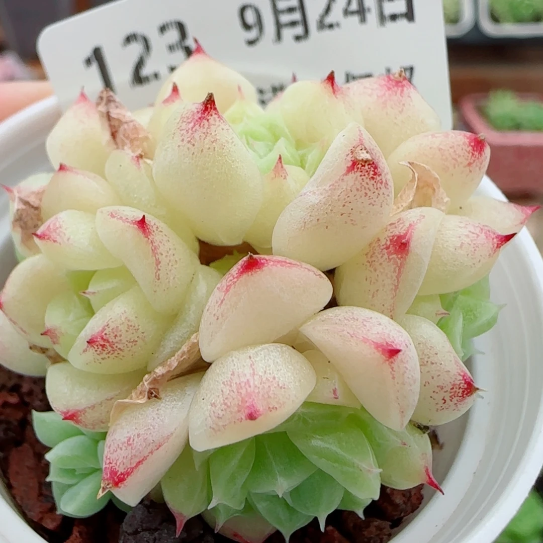 花语逸镜0924-123