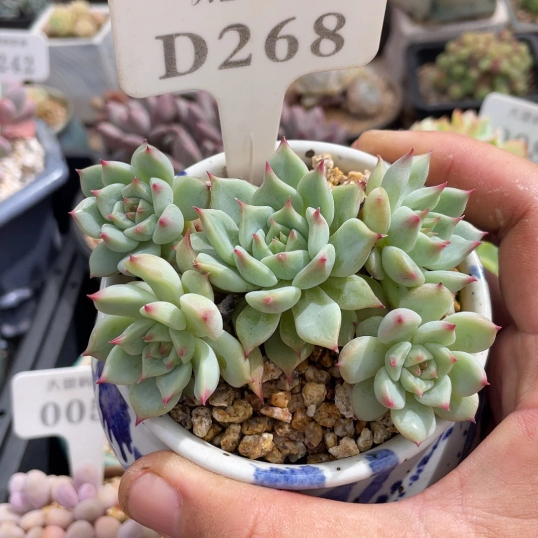 268蓝眼不带盆9厘米