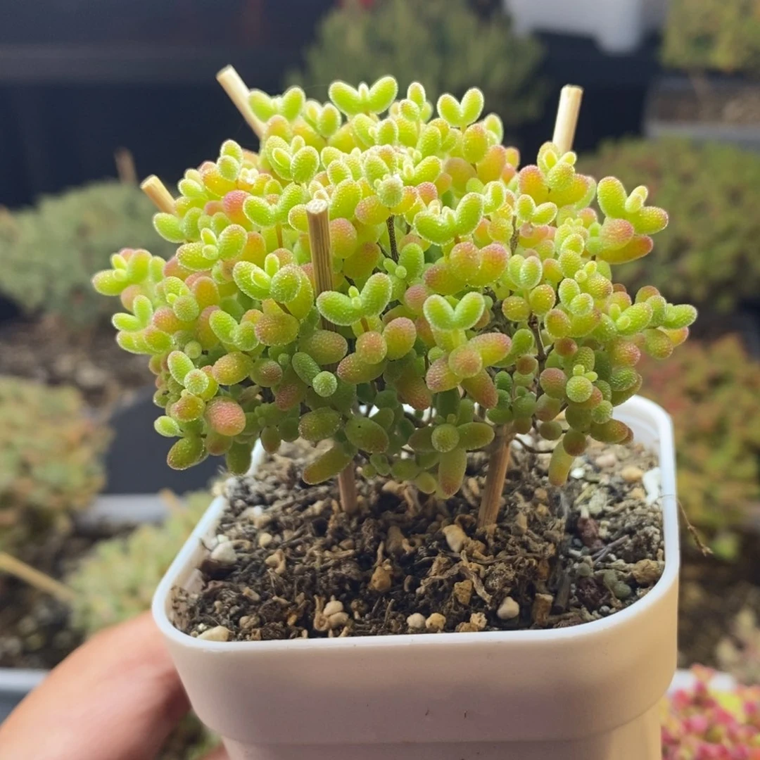 946号蜜橘糖球枝干多肉