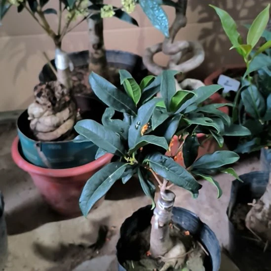 马***功完全开放八月桂朱砂