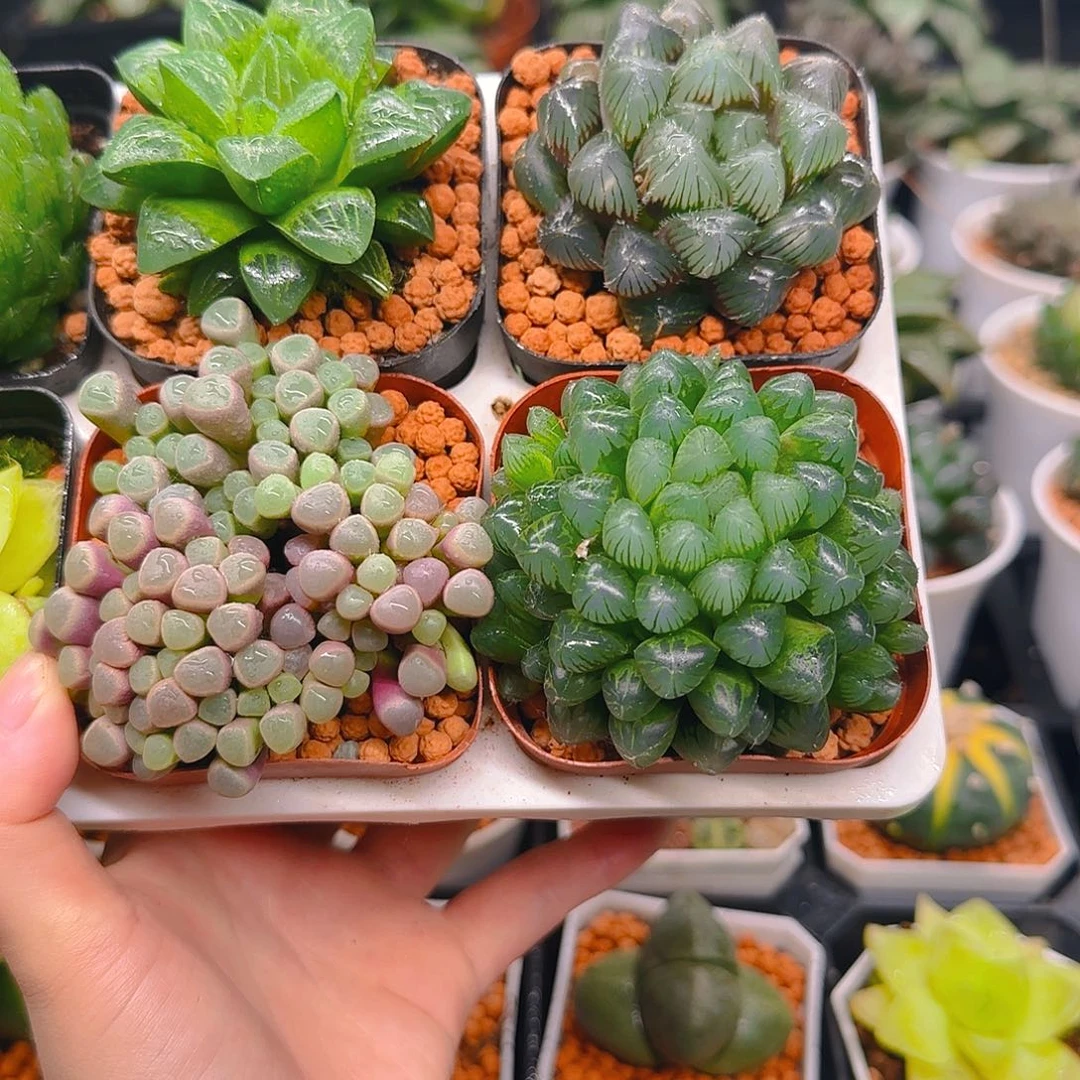 五十玲玉，冰灯，姬寿，紫镜