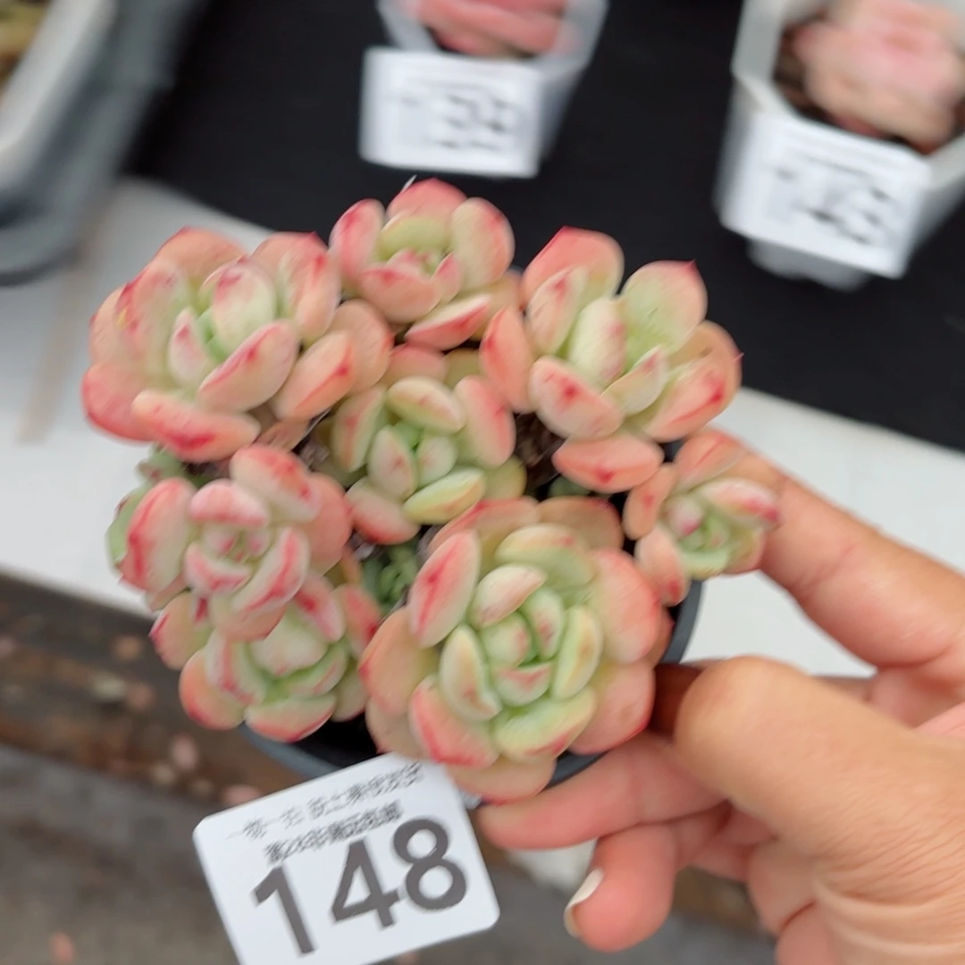 香草老桩无盆土发货