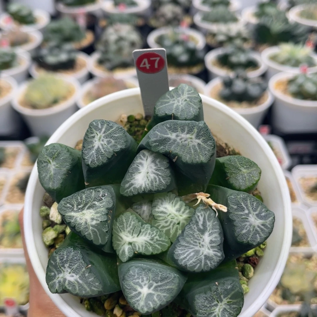 小蔡的菜园 47 富士云海