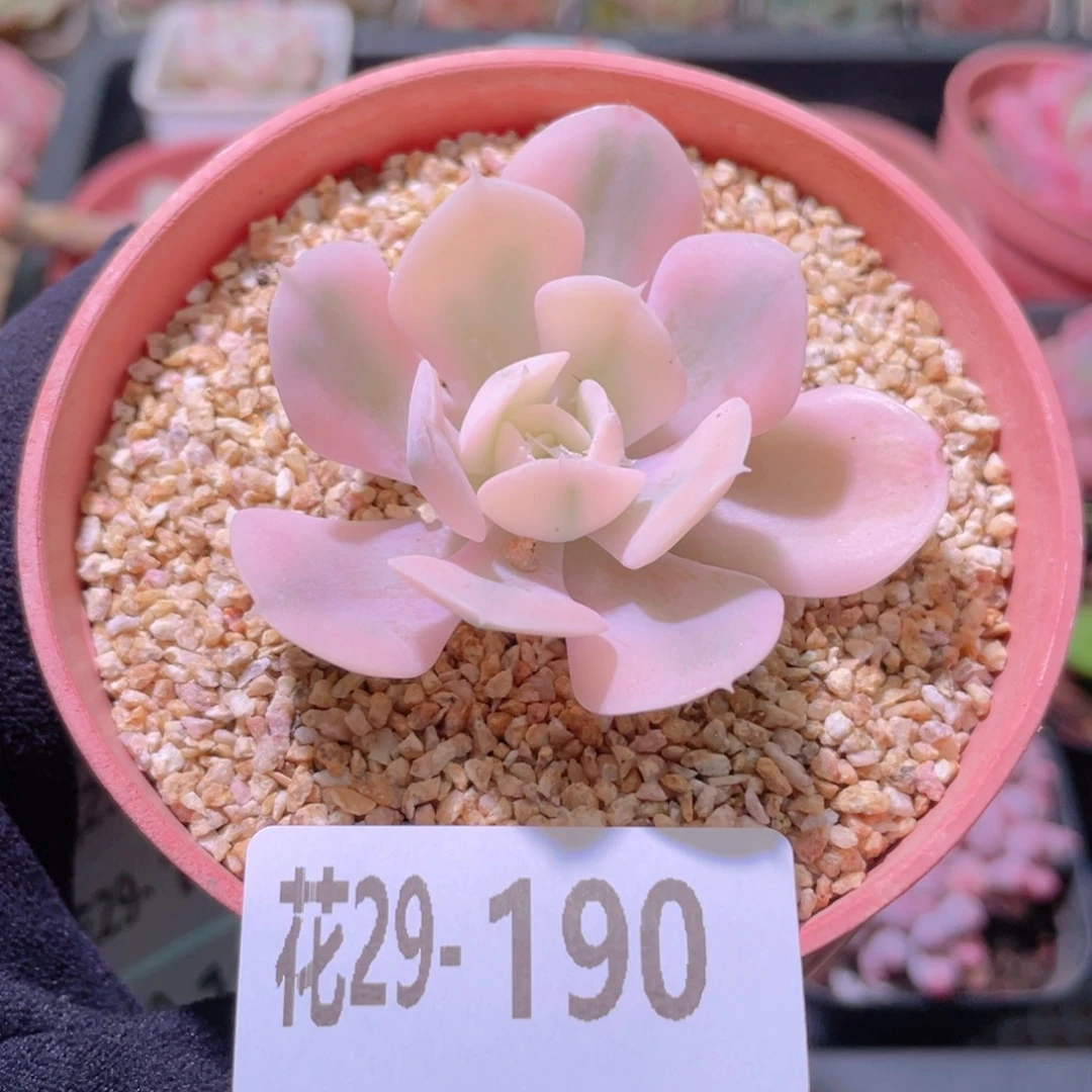 花利美29-190鲁氏锦