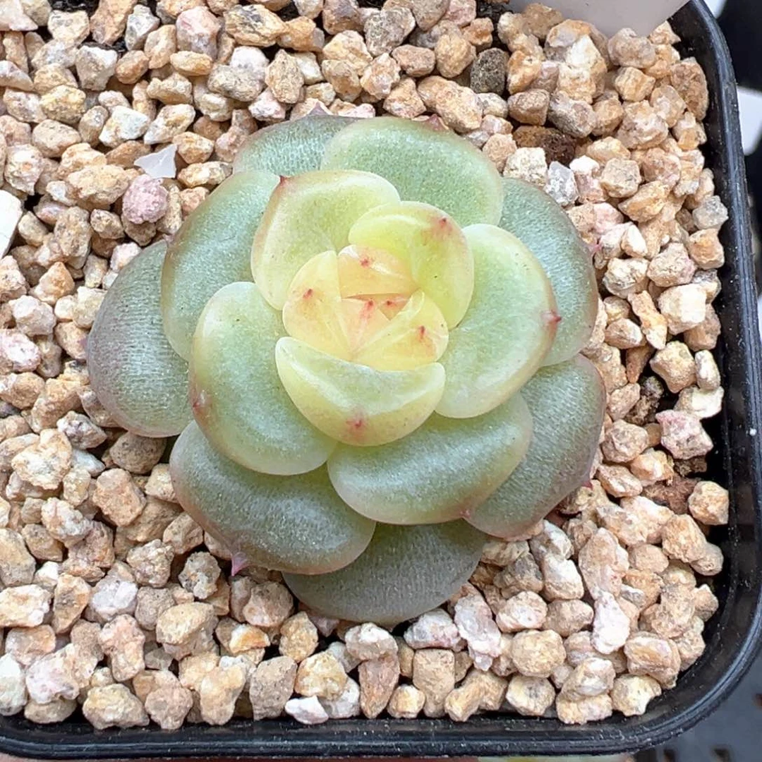 154号荔枝 晗雨多肉