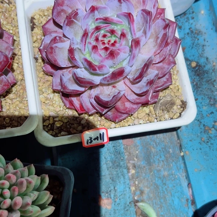 马***店精品多肉植物老桩