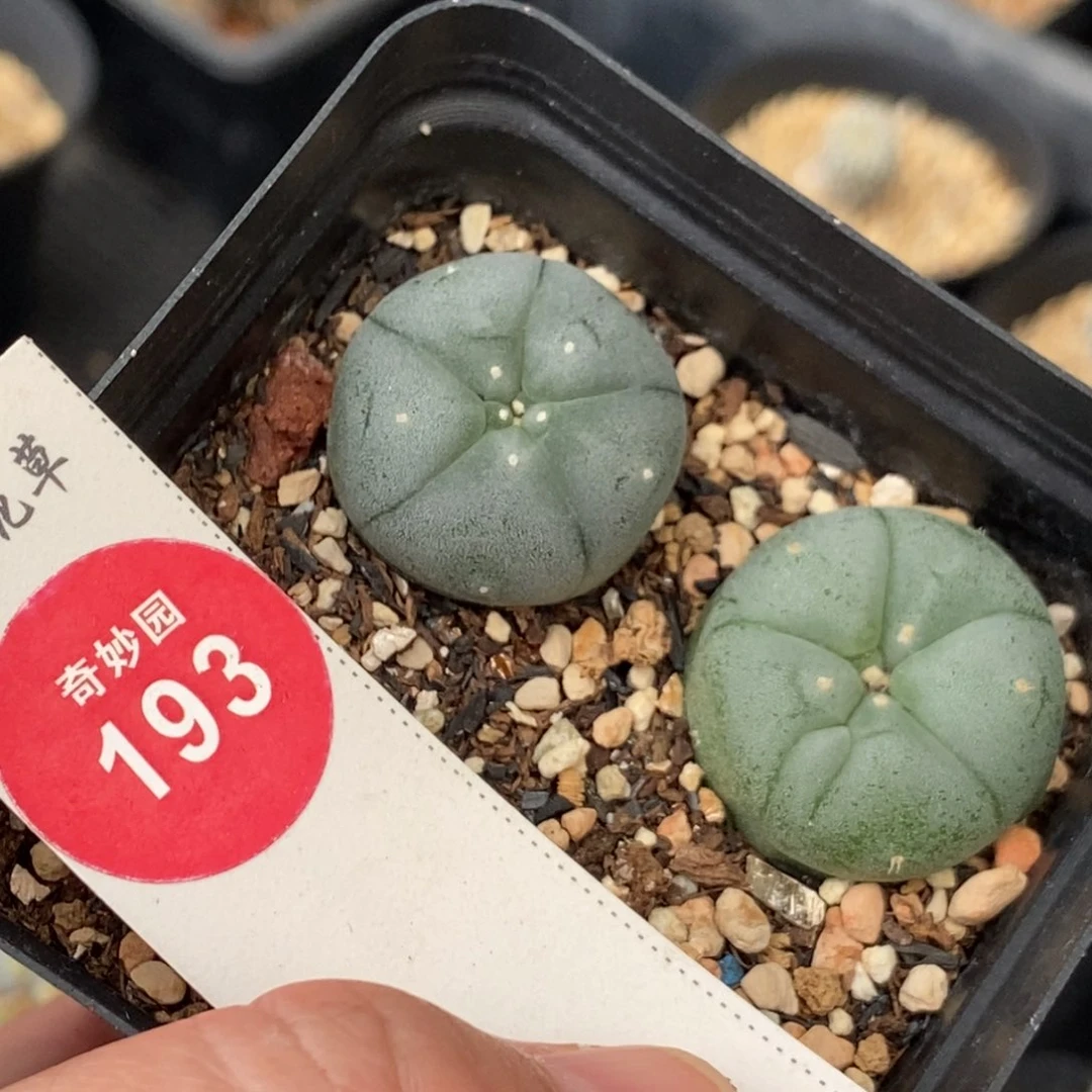 实生白肌海鲜两颗仙人球