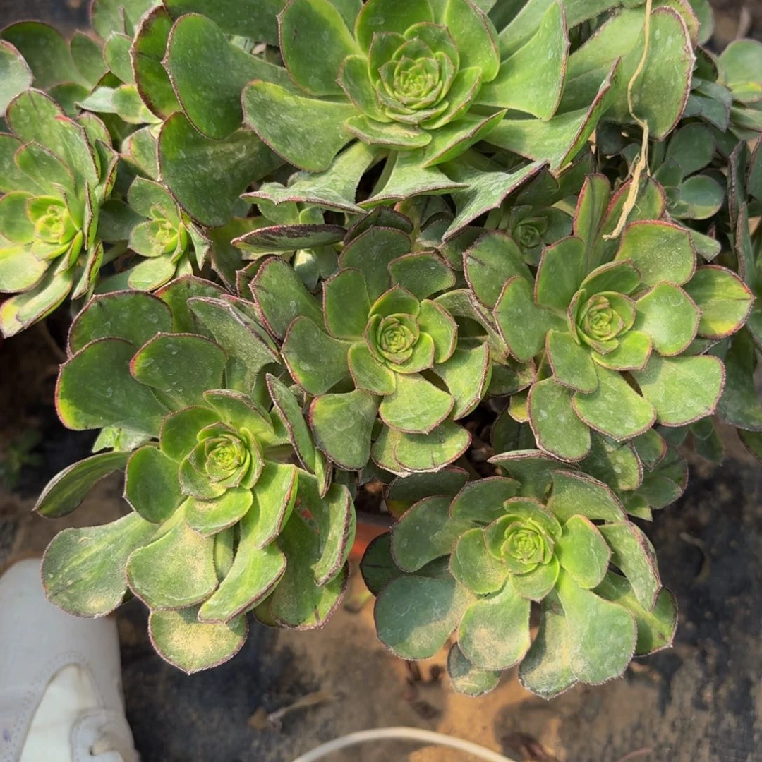 无花朵150多肉植物捧花