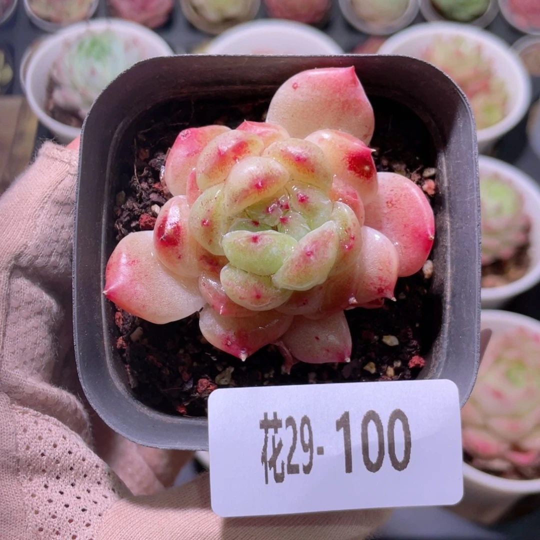 花利美29-100新品