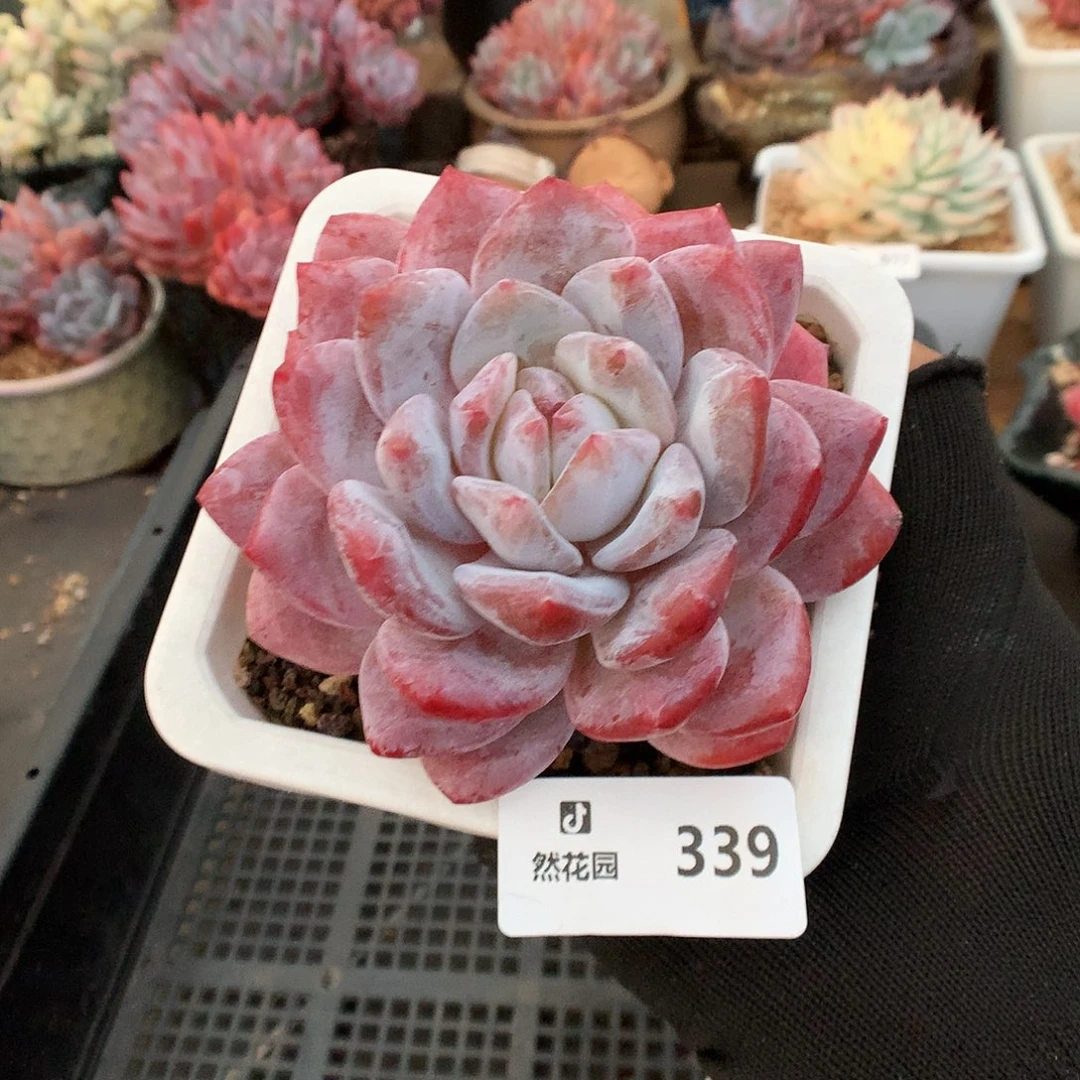 339紫皮橙植物6666