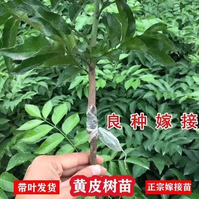 广东鸡心黄皮苗树纯甜正宗果树苗带土带叶种植盆栽庭院地栽黄皮树