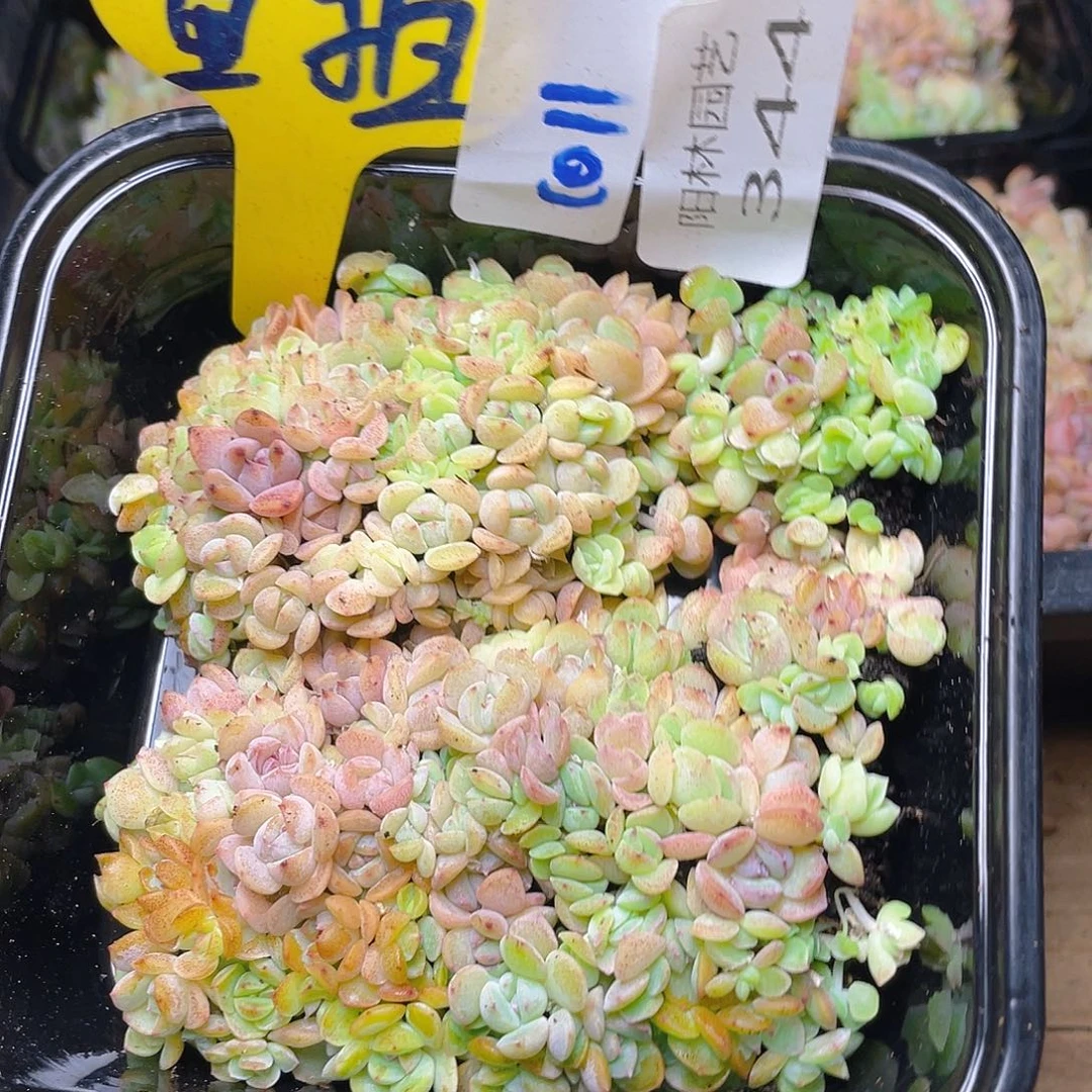 量拍多肉植物多肉植物344