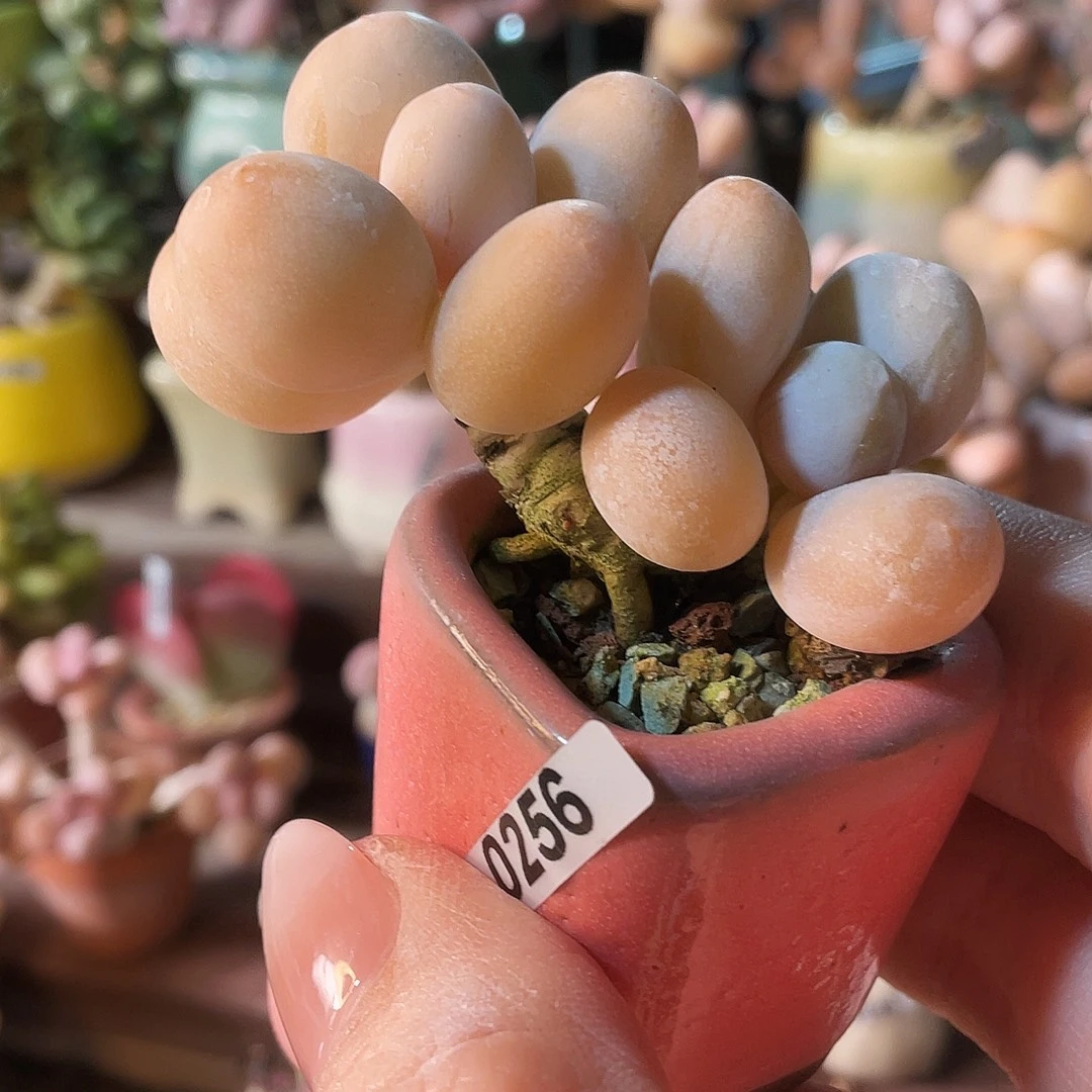 N****多肉植物的生长发育和生长