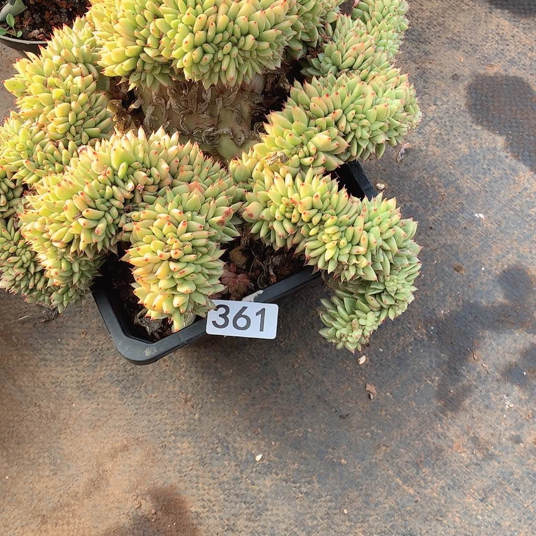 361缀 一物一拍多肉