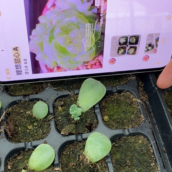 甜心A芽苗一个多肉