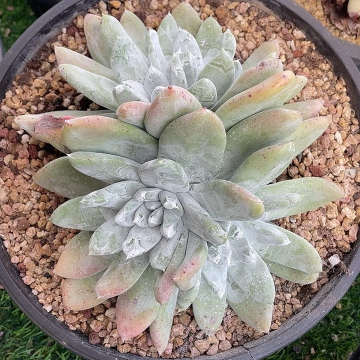 大脸牡丹苹果叶群生