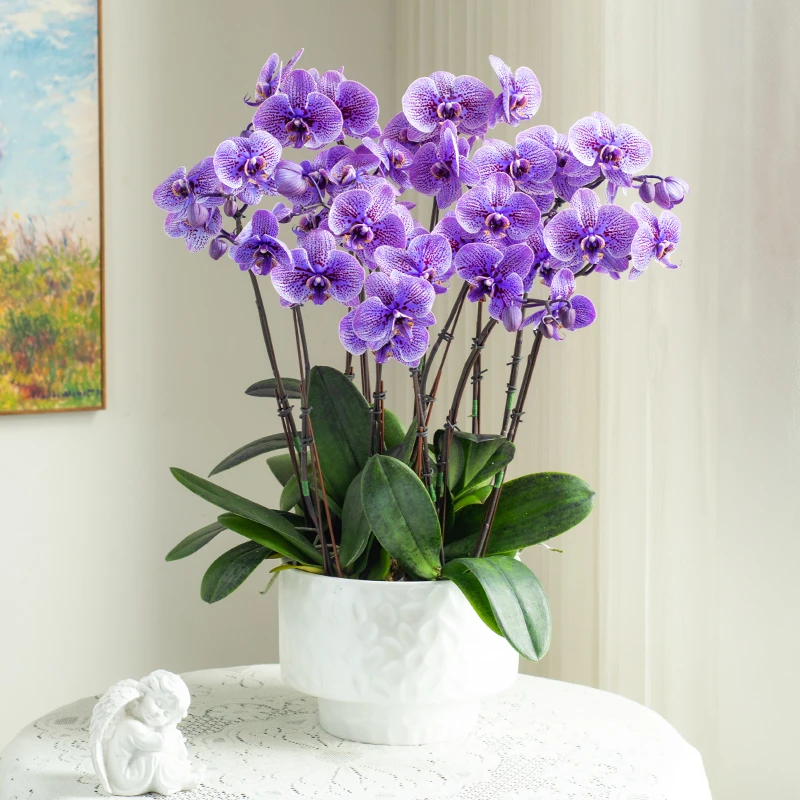 金色池塘蝴蝶兰【马卡龙阿凡达】系列盆栽精品鲜花带花艺术组盆