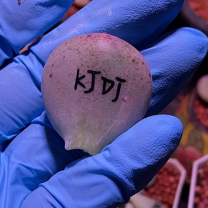 宽体黄金鸡蛋奶酪锦多肉