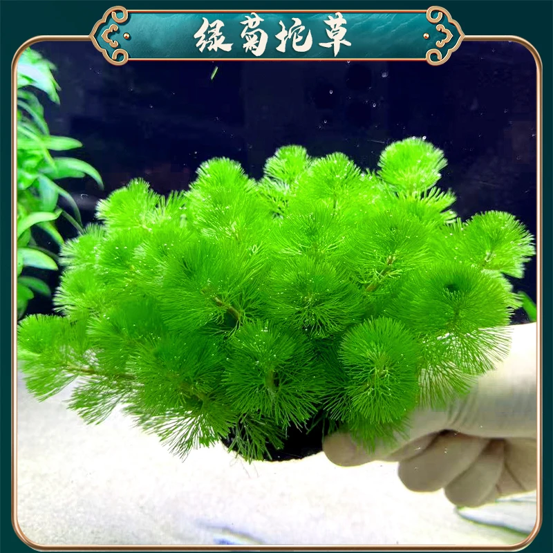 【绿菊坨草】懒人水草适合新手无需种植沉底入缸成景鱼缸水草造景