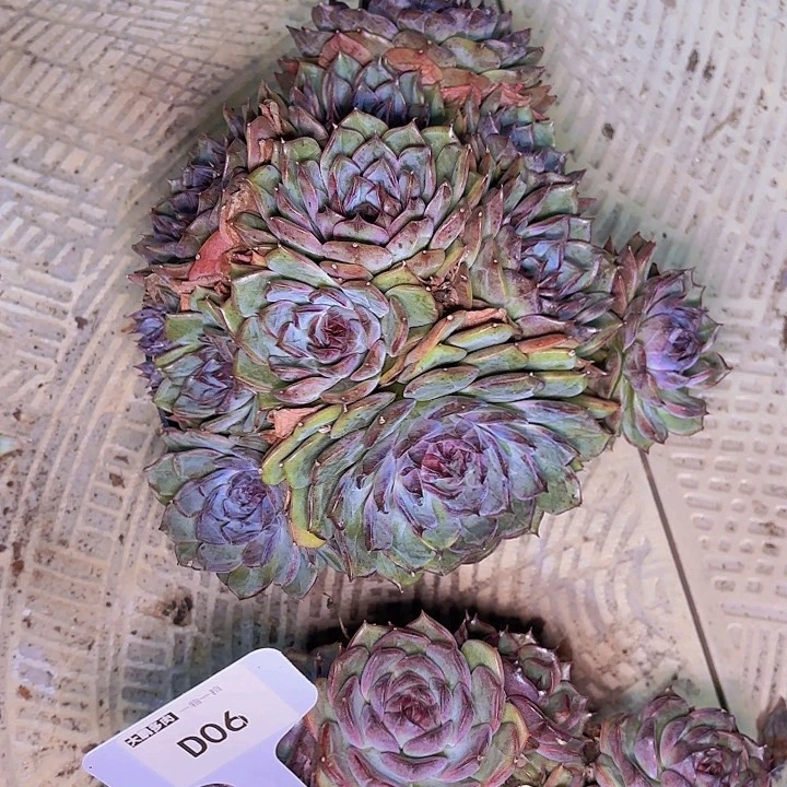 林*一物一拍D06滴20发货