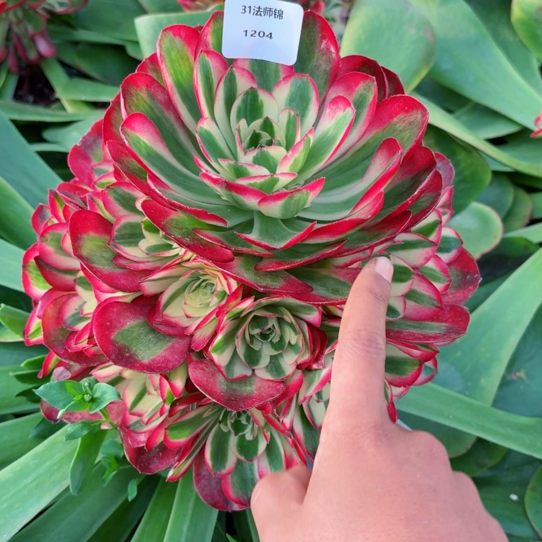 31法师锦多肉1204红运